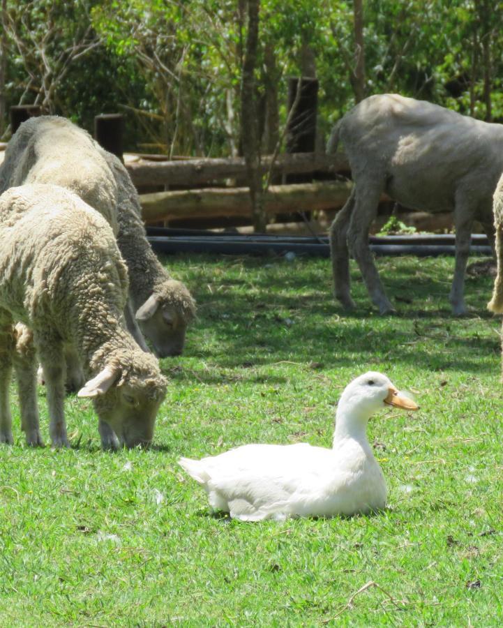 Misty View Farm Stay Layitemeni Exterior foto
