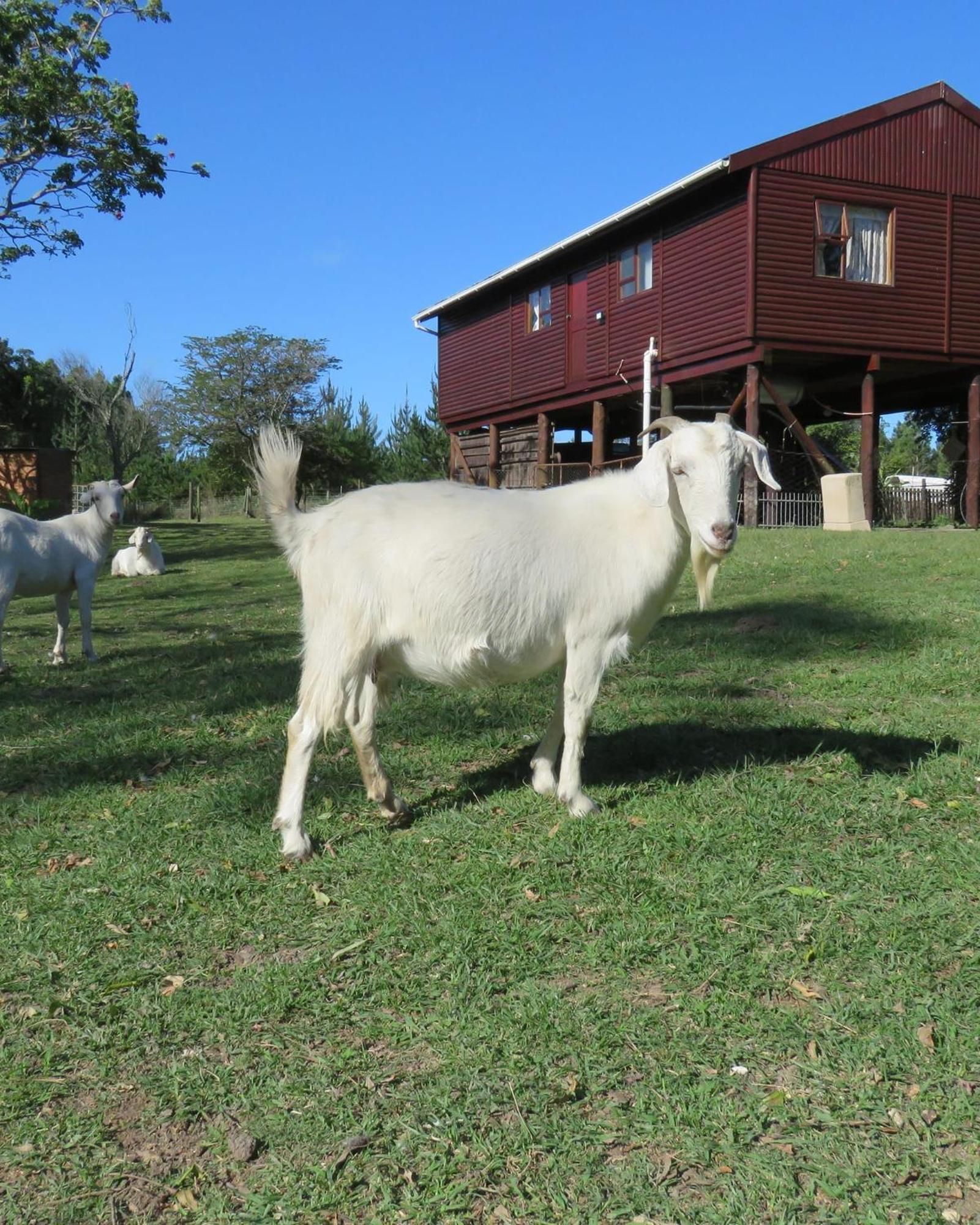 Misty View Farm Stay Layitemeni Exterior foto